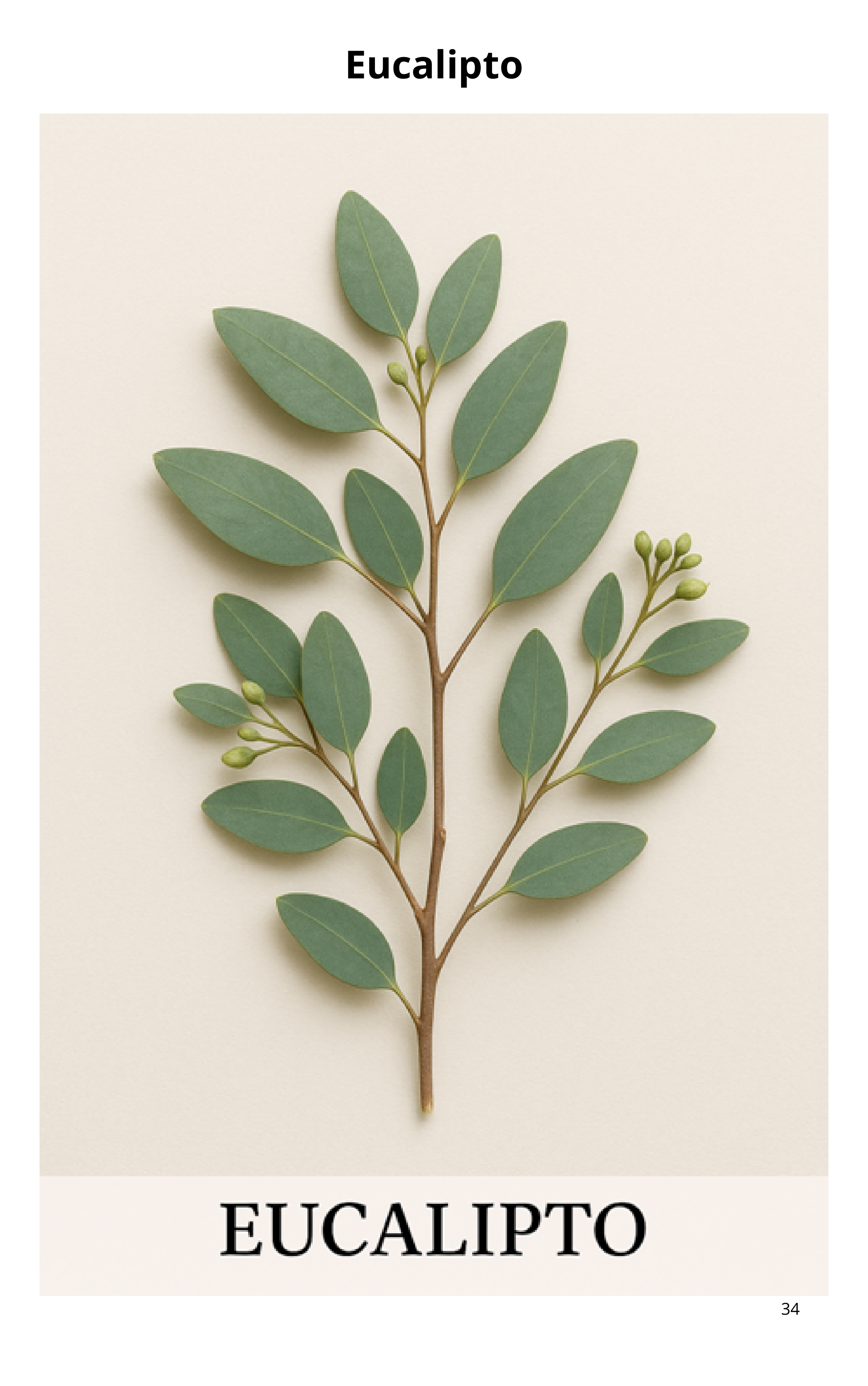 Guía Practica de Plantas Medicinales